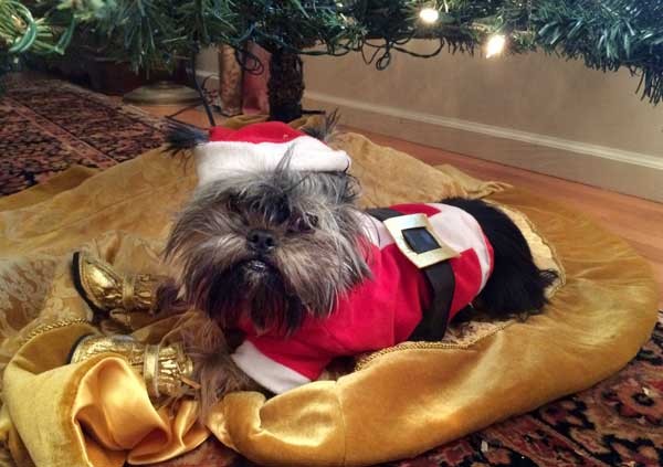 Merry Happy Christmas from Santa Paws